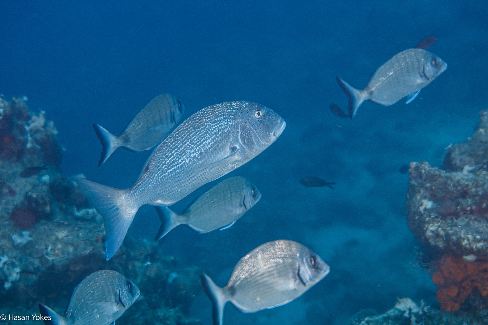 TRY SCUBA: Bodrum'un mavi derinliklerinde Deneme Dalışı Deneyim fotoğrafı