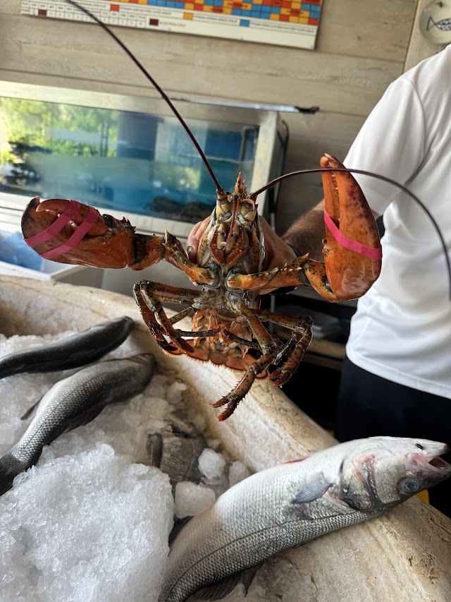 Marina Yacht Club Bodrum fotoğrafı