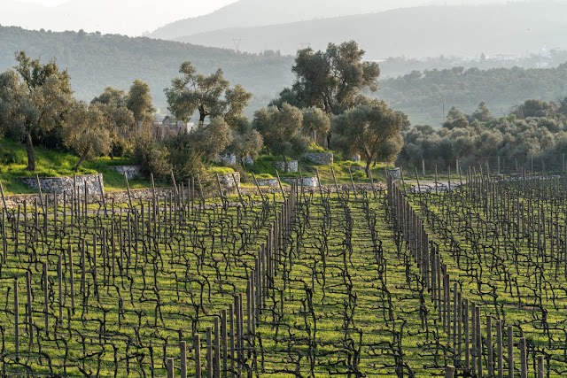 Mor Salkım Bağları fotoğrafı