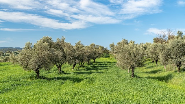 Mor Salkım Bağları fotoğrafı