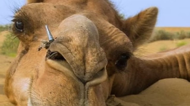 Yok Deve fotoğrafı