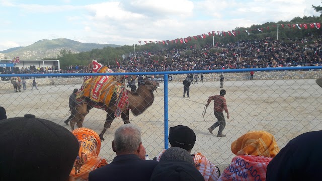 Deve Güreşi Arena fotoğrafı