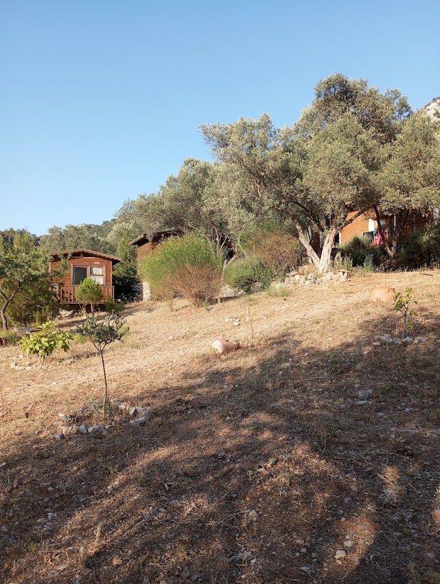 Vadi Bodrum fotoğrafı