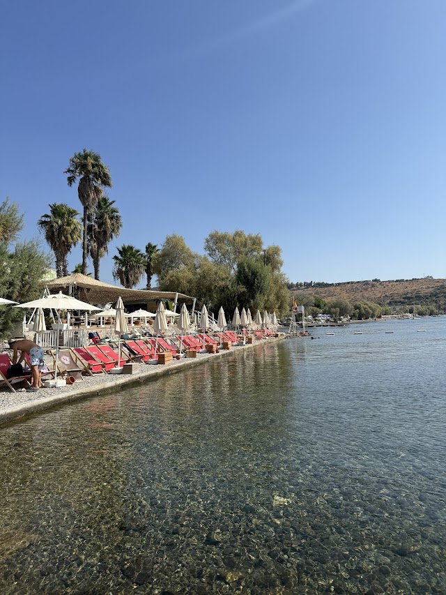  Surfer Caravan Beach fotoğrafı