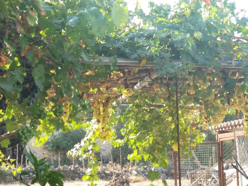 Çamarası fotoğrafı