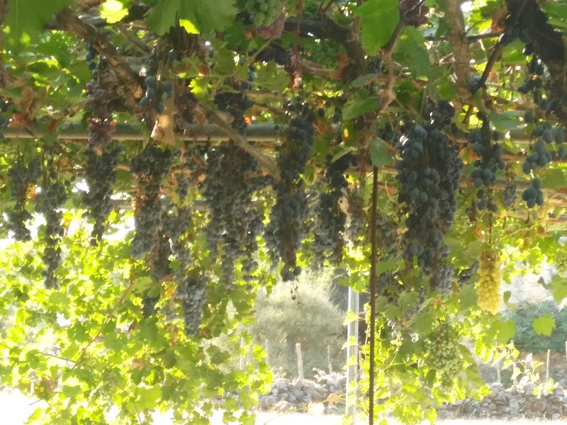 Çamarası fotoğrafı