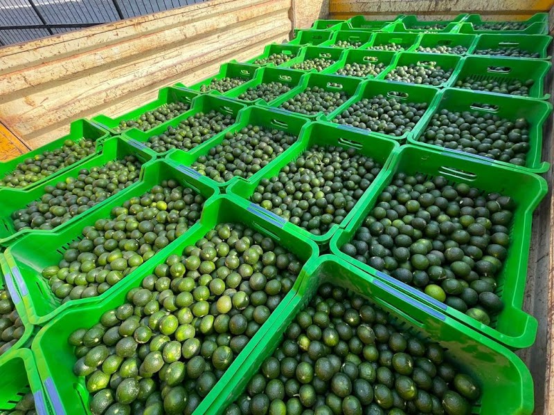 B.B. Bitez Mandalin Uygulama Bahçesi fotoğrafı