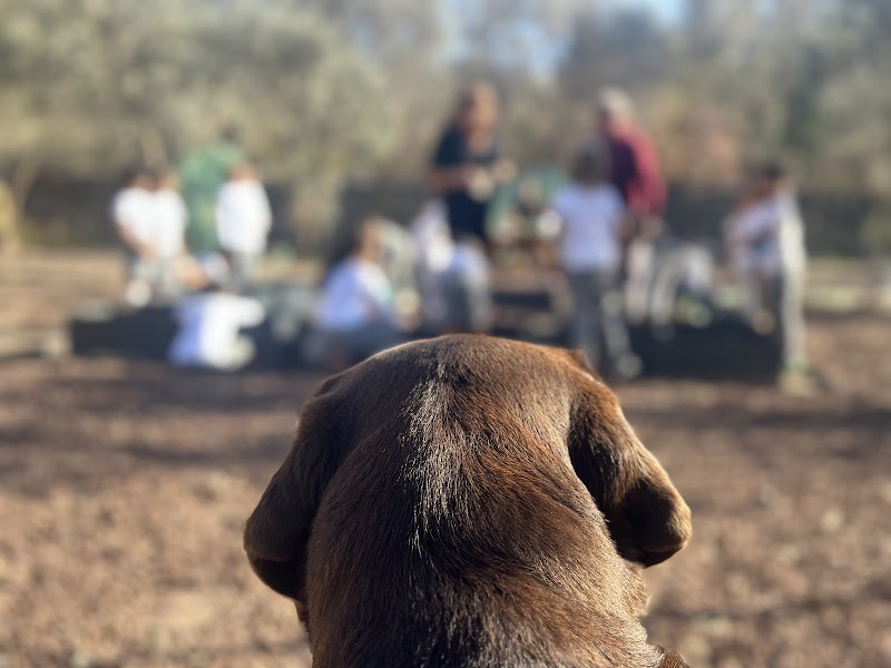 Zeytin Ağacı Atölye fotoğrafı