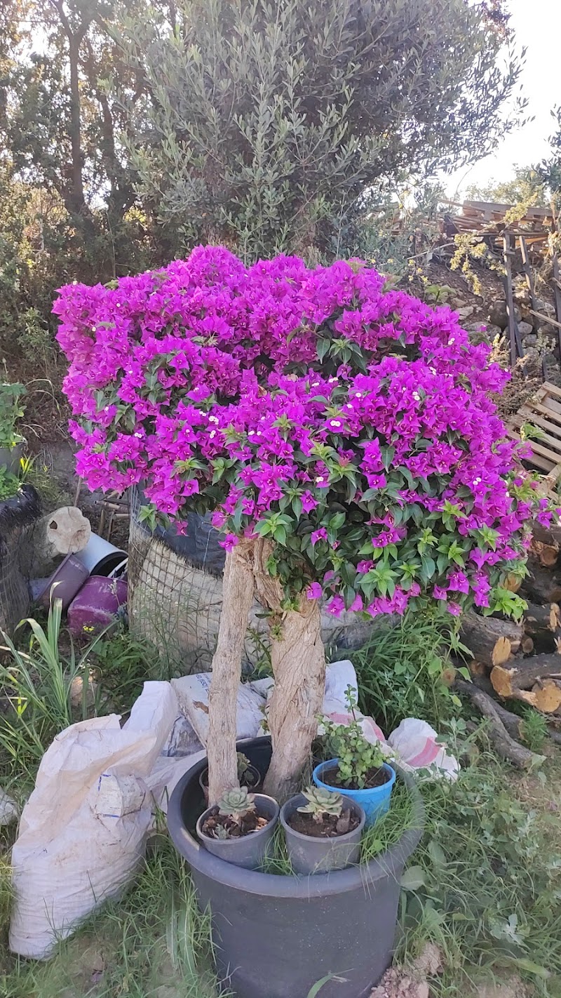 BODRUM BELEDİYESİ TARIM- ARGE VE YEREL TOHUM MERKEZİ fotoğrafı