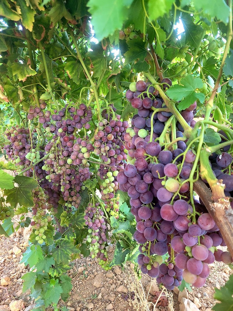 Garova Vineyards fotoğrafı